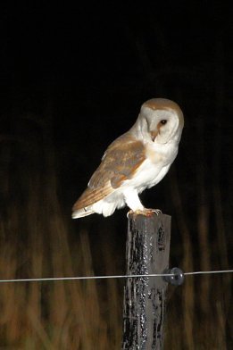 One of our barn owls, taken by Peter Hughes