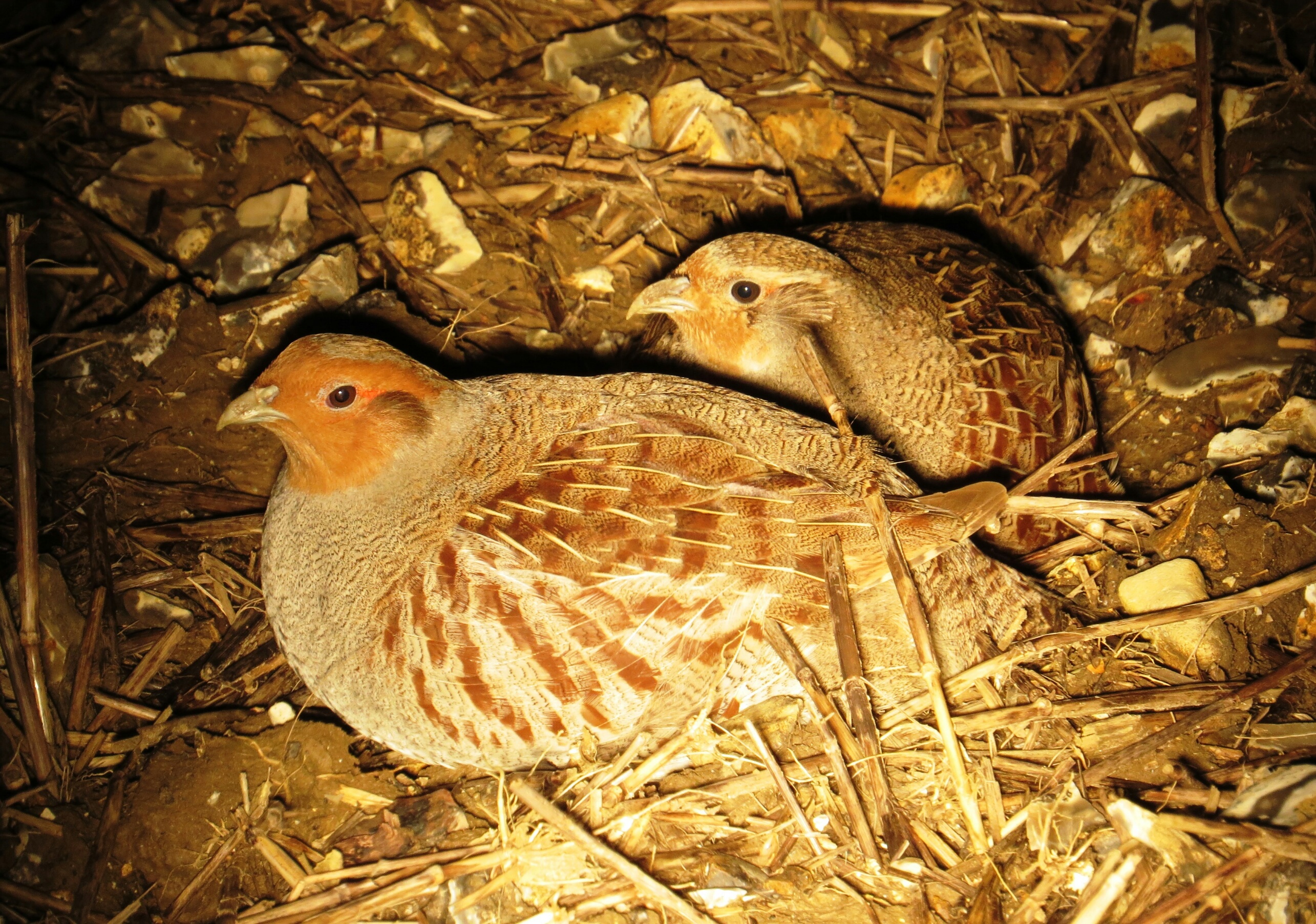 Grey Partridge (1)