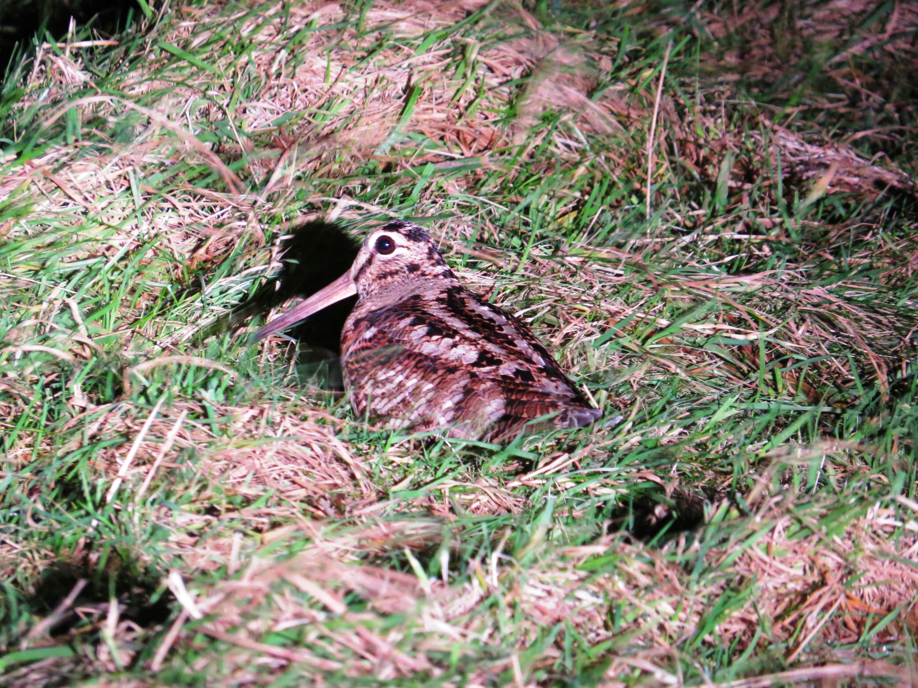 Woodcock (2)