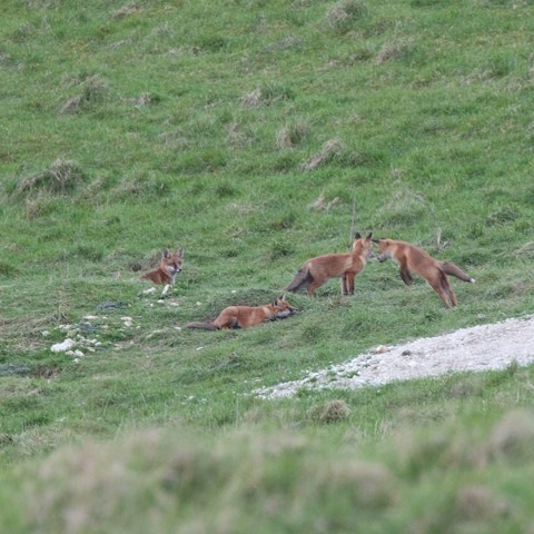Fox Cubs Janet